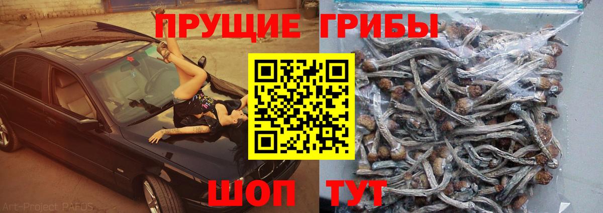 Галлюциногенные грибы Psilocybine cubensis Азнакаево